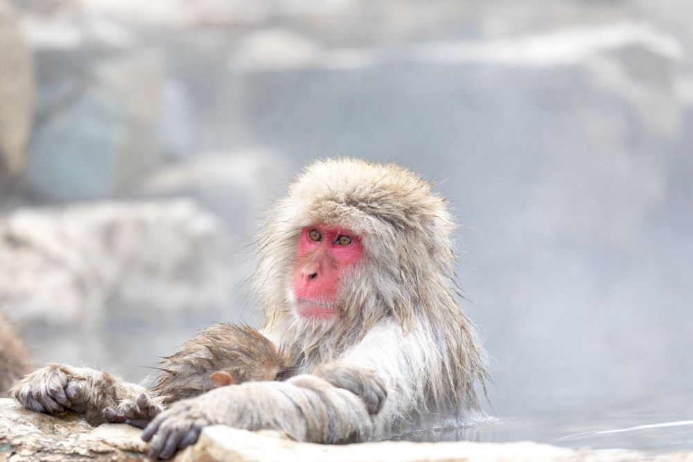 The sight of red-faced monkeys relaxing in hot springs with snow falling around them creates one of Japan's most iconic and photogenic wildlife experiences (Source: Freepik)